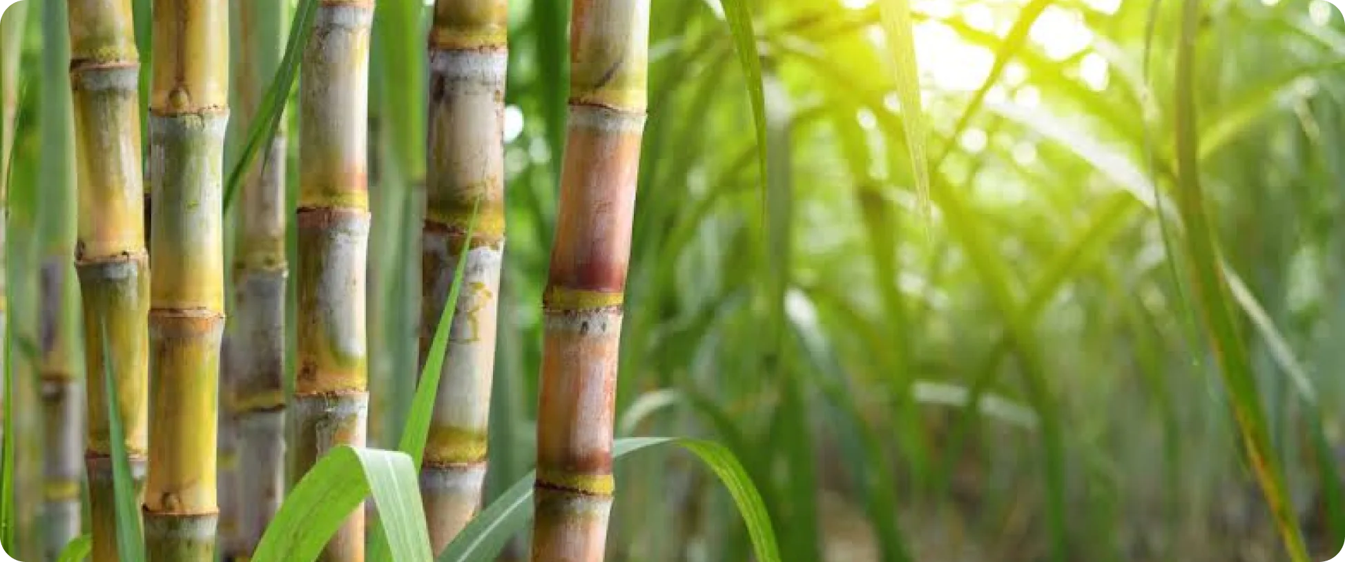 Sugarcane